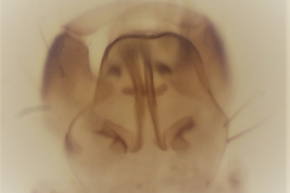 genitalia macho, vista dorsal