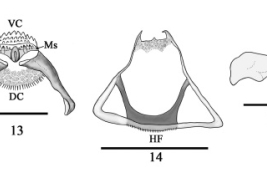 larva, detalle de las piezas bucales (Cazorla et al., 2013)