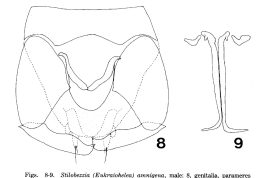 male genitalia (Wirth & Spinelli, 1992)