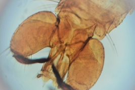 Holotype male, genitalia (BMNH)