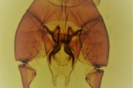 genitalia macho, vista ventral (MLPA)