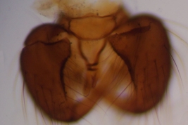 Holotipo macho, genitalia, BMNH