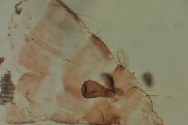 Alotipo hembra, extremo del abdomen (BMNH)