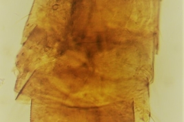 Holotipo macho, abdomen (BMNH)