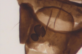 Paratipo hembra, extremo abdomen (MLPA)