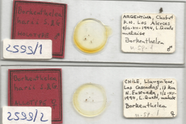 preparados microscópicos Holotipo macho y Alotipo hembra