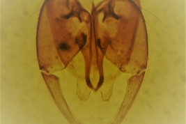male genitalia (Cazorla & Spinelli, 2010)