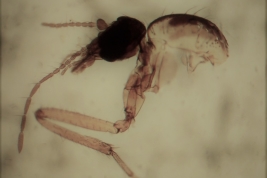 Paratipo hembra, cabeza y tórax (BMNH)