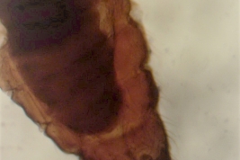 Paratipo hembra, abdomen (BMNH)
