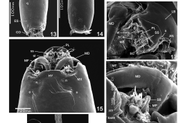 microfotografías MEB larva detalles