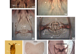 microfotografías larva y pupa detalles