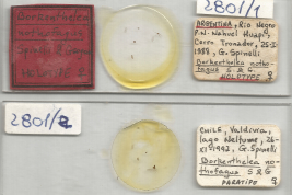 slide Holotype female and Paratype female