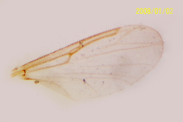 photomicrograph wing   female (BMNH) 
