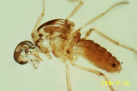 photomicrograph adult female  (BMNH)