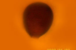 microfotografía espermateca  (BMNH)