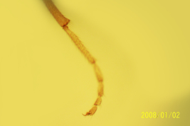 microfotografía adulto hembra  (BMNH)