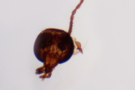 microfotografía adulto hembra  (BMNH) cabeza
