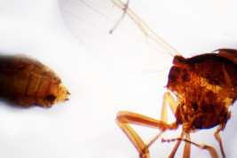 microfotografía adulto hembra  (BMNH) torax y abdomen
