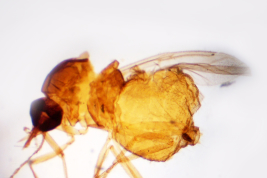 microphotografia (BMNH) adulto hembra