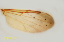 microfotografía adulto hembra ala  (BMNH) 