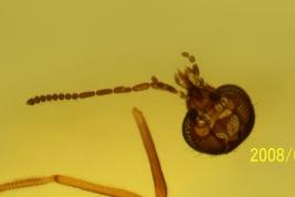 photomicrograph adult female head  (BMNH)