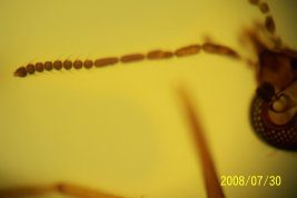 microfotografía adulto hembra  flagelo (BMNH)