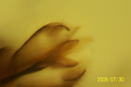 microfotografía adulto hembra  mandíbula (BMNH)