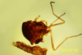 microfotografía adulto hembra torax y abdomen (BMNH) 