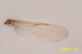 photomicrograph adult male  wing (BMNH)