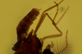 microfotografía  adulto macho   (BMNH)