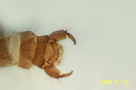 microfotografía  adulto macho genitalia   (BMNH)