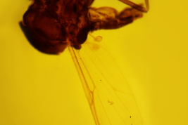 microfotografías adulto macho tórax y abdomen  (BMNH)