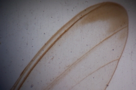 microfotografía  adulto hembra tipo (BMNH)