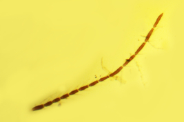 microfotografía  adulto hembra tipo (BMNH)