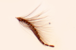 micrografía adulto hembra (BMNH)