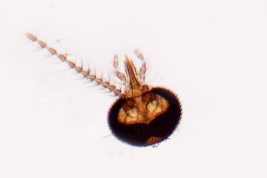 microfotografía  adulto hembra Paratipotipo (BMNH)