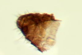 photomicrograph female Paratype (BMNH)
