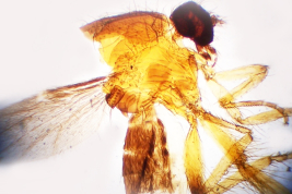 microfotografía  adulto hembra sintipo (BMNH)