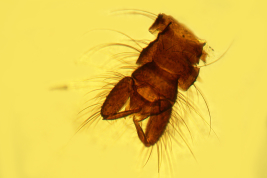 microfotografía  adulto macho tipo (BMNH)