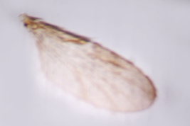 photomicrograph female type (BMNH)