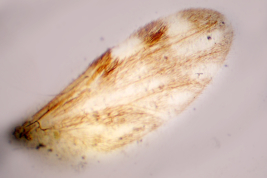 microfotografía  adulto hembra Paratipo (BMNH)