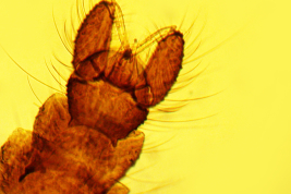 microfotografía  adulto macho Paratipo (BMNH)