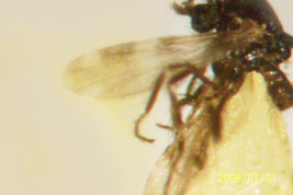 photomicrograph male Paratype (BMNH)