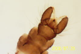 microfotografía  adulto macho Paratipo (BMNH)