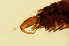slide Holotype male