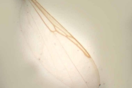  Paratype female (BMNH) ala