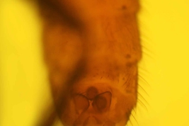  Paratipo hembra (BMNH) abdomen