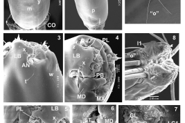 microfotografía larva detalles MEB