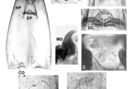 photomicrograph larvae detaills