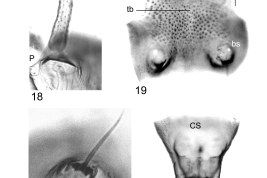 photomicrograph larva  detaills